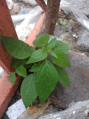 Tracheophyta