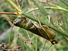 Melanoplus differentialis