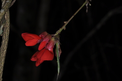 Camptosema rubicundum