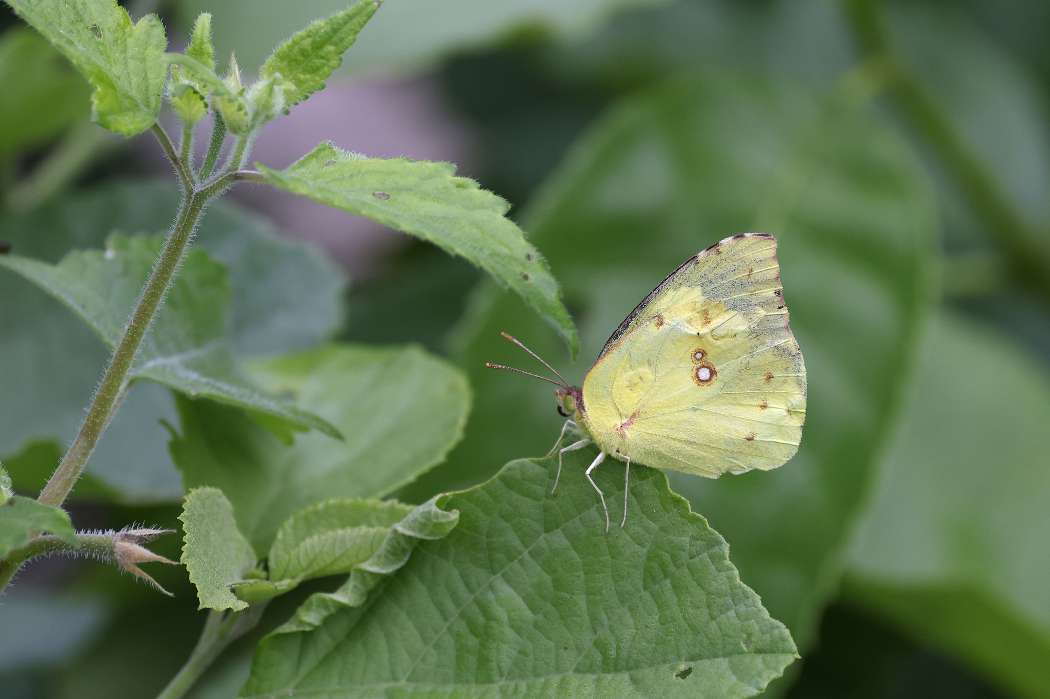 Zerene cesonia image