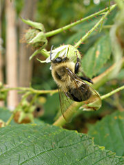 Bombus impatiens