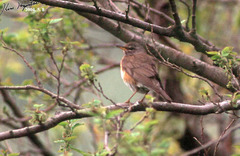 Turdus obscurus