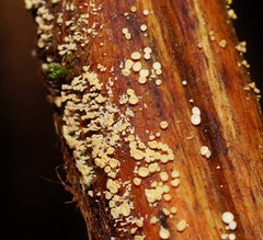 Lachnum pteridophyllum