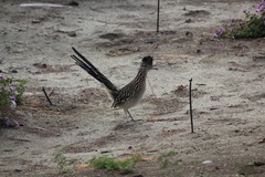 Geococcyx californianus