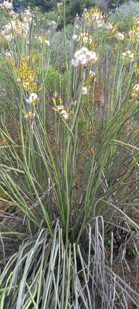 Senecio junceus from Barrydale, 6750, South Africa on April 29, 2023 at ...