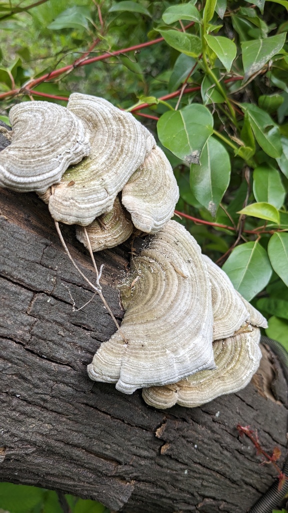 Trametes betulina · April 2023 · photo: © atsushi_nakajima_cirque (iNaturalist, cc-by)
