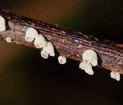 Calyptella