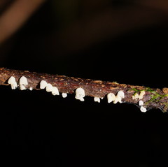 Calyptella