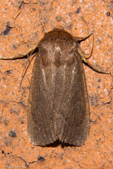 Bityla defigurata