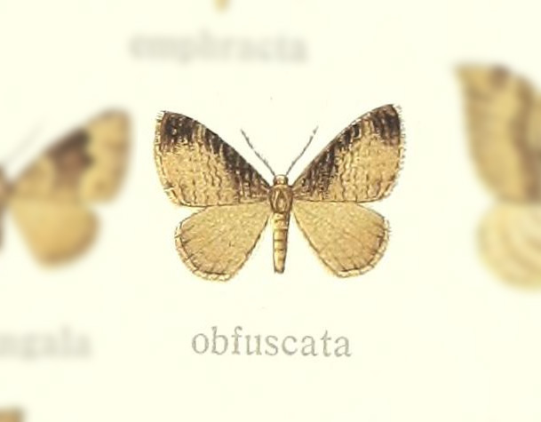 Loxofidonia obfuscata