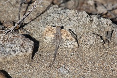 Uta stansburiana elegans