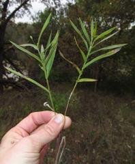 Dichanthelium leibergii