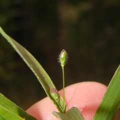 Dichanthelium leibergii