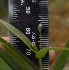 Dichanthelium leibergii