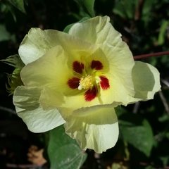 Gossypium davidsonii