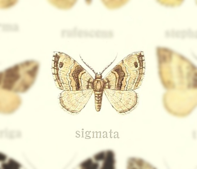 Loxofidonia sigmata
