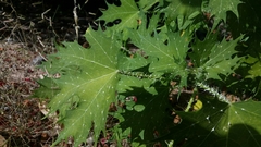 Cnidoscolus maculatus