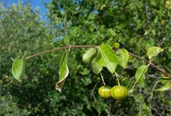 Malpighia diversifolia