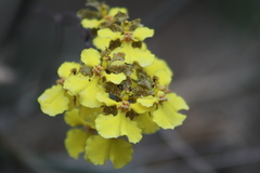 Trichocentrum cebolleta