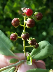 Stegnosperma halimifolium