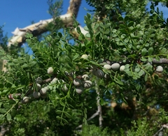 Bursera exequielii