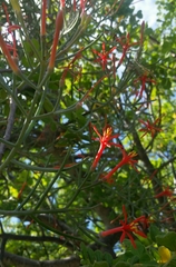 Psittacanthus sonorae