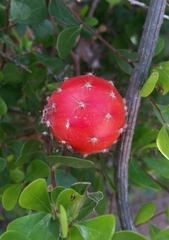 Peniocereus striatus