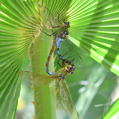 Anax walsinghami