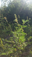 Indigofera fruticosa
