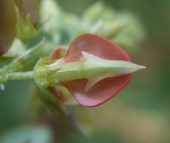 Indigofera fruticosa