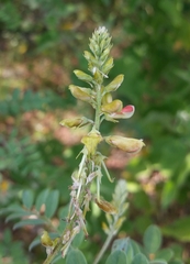 Indigofera fruticosa