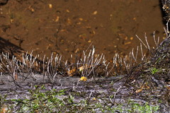 Xylaria filiformis