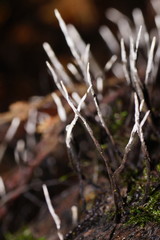 Xylaria filiformis