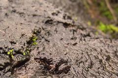 Thoropa miliaris