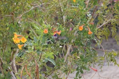 Calypte costae