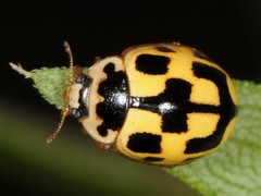Fourteen-spotted Lady Beetle - Photo (c) Jason M Crockwell, some rights reserved (CC BY-NC-ND), uploaded by Jason M Crockwell