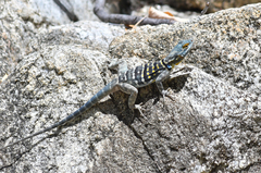 Petrosaurus thalassinus