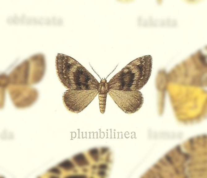 Loxofidonia plumbilinea