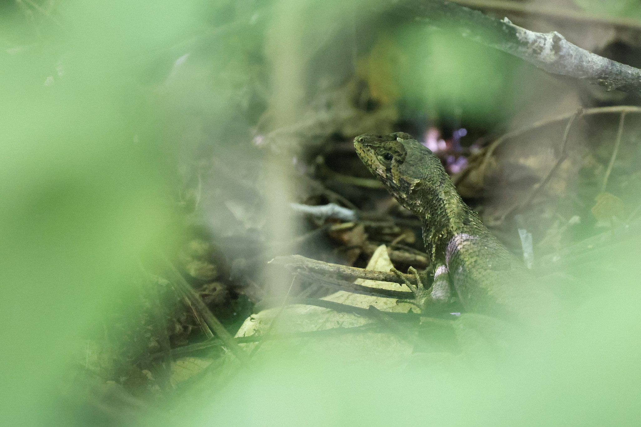 Stenocercus puyango image