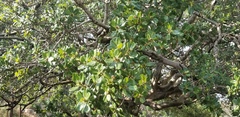 Ficus petiolaris