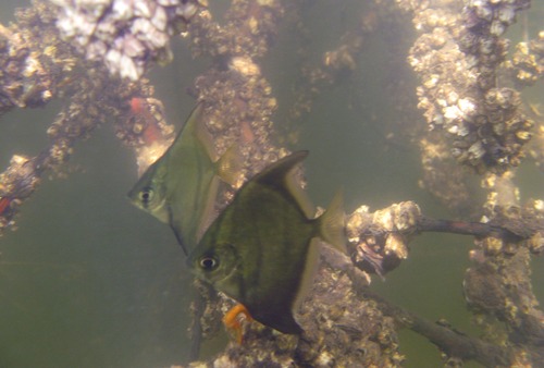 African mono (Monodactylus sebae) — Monodactylidae — 4