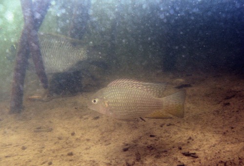 Guinese tilapia (Coptodon guineensis) — Cichlidae