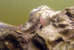 Lang's Blenny photo 1