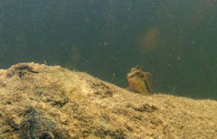 Lang's Blenny photo 3