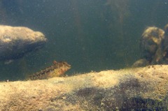 Lang's Blenny photo 2