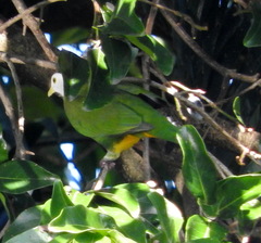 Ptilinopus melanospilus