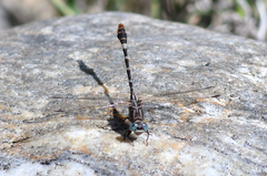 Erpetogomphus lampropeltis natrix