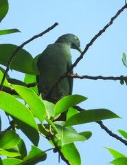Ptilinopus melanospilus