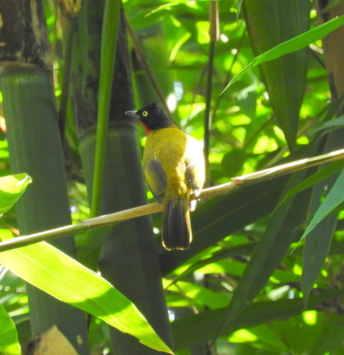 Ruby-throated Bulbul (Rubigula dispar), photo 6