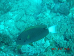 Acanthurus thompsoni
